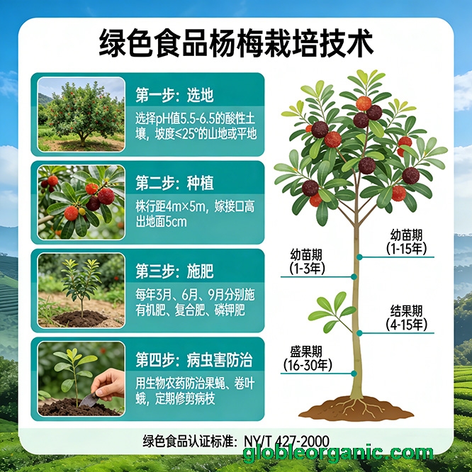 绿色食品杨梅的栽培技术