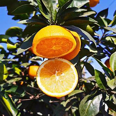 有机赣南脐橙